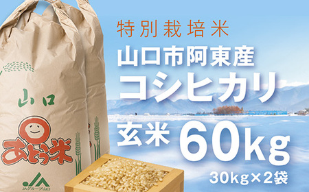 B-016 特別栽培米阿東産コシヒカリ玄米60kg | 山口県山口市 | ふるさと