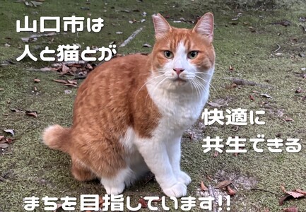 K012 飼い主のいない猫の不妊去勢手術支援~不幸な命を増やさないために~