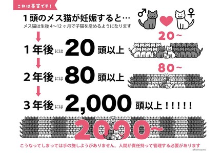 K012 飼い主のいない猫の不妊去勢手術支援~不幸な命を増やさないために~