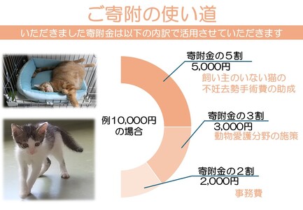 K012 飼い主のいない猫の不妊去勢手術支援~不幸な命を増やさないために~