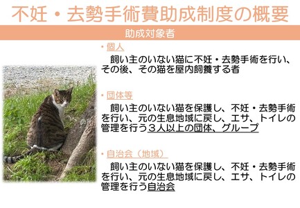 K012 飼い主のいない猫の不妊去勢手術支援~不幸な命を増やさないために~
