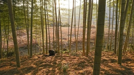 C031 山口仁保産直送　掘り白たけのこ1kg