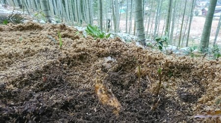 C031 山口仁保産直送　掘り白たけのこ1kg