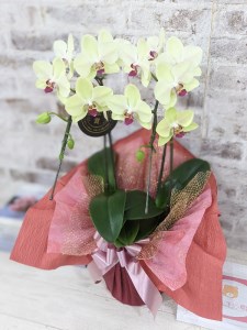 D010 ☆金賞受賞☆超希少!イエロー胡蝶蘭’日の出’小 ミディサイズ(2本立)