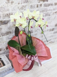 D010 ☆金賞受賞☆超希少!イエロー胡蝶蘭’日の出’小 ミディサイズ(2本立)