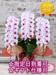 B027 【農林水産大臣賞受賞品種】ミディ系ピンク胡蝶蘭!『乙姫(おとひめ)』3本立