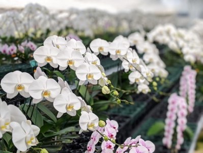 B027 【農林水産大臣賞受賞品種】ミディ系ピンク胡蝶蘭!『乙姫(おとひめ)』3本立