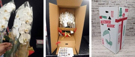 B027 【農林水産大臣賞受賞品種】ミディ系ピンク胡蝶蘭!『乙姫(おとひめ)』3本立