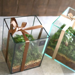 D041 観葉植物 [テラリウム Sサイズ] (花うるる モダン インテリア ギフト プレゼント おしゃれ 観葉 ガジュマル ガラス ケース 完成品 ミニ観葉 盆栽 アクアリウム おしゃれ リビング 開店祝い 新築祝い 苔リウム コケリウム オフィス 母の日 ジオラマ 鉢