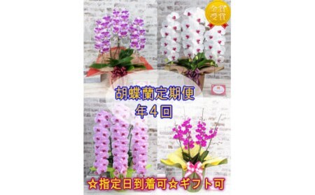 A019〈季節の胡蝶蘭定期便〉