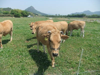 D007 山口放牧牛「サーロインしゃぶしゃぶスライス」