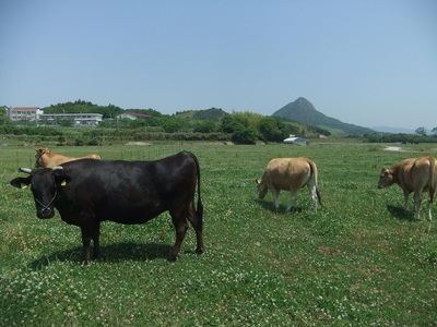 C034 山口放牧牛「ヒレ肉」