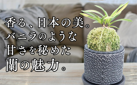 D088 【日本の蘭】富貴蘭　風蘭　黒筒陶器鉢