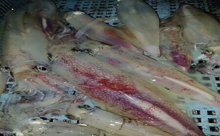 一本釣り 剣先いかのするめ 天日干し 約140g 配送不可 離島｜HG000783