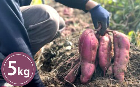 さつまいも 栽培期間中 農薬・化学肥料不使用 サツマイモ 5kg 紅はるか 芋|HG000890