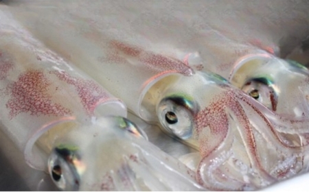 イカ 活きイカ 姿造り 2セット 超！！瞬間冷凍 萩 割烹千代 烏賊 いか｜HG001017