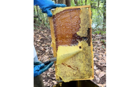 純粋天然 百花はちみつ 1kg×2本|HG001063