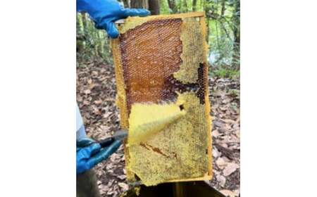 純粋天然　百花はちみつ　1kg×4本｜HG001064