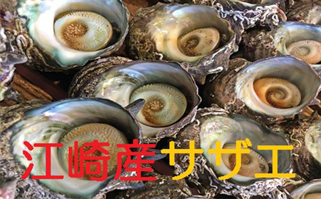 【クレジット限定】江崎のさざえ 2kg~2.5kg (大15個~小20個)【配送不可:北海道・東北・沖縄・離島】