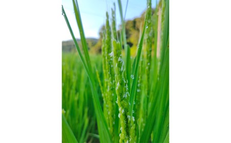【3ヶ月定期便】自然栽培米『朝日』 玄米 10kg