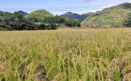 【3ヶ月定期便】自然栽培米『朝日』 玄米 10kg