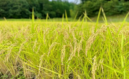 自然栽培 むつみ男米 玄米 10kg