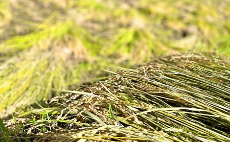 米粉めん 自然栽培 むつみ男米 白米 中太めん 9袋セット グルテンフリー 麺