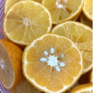 長門ゆずきちマーマレード_惣菜・加工品 ジャム 缶詰・瓶詰 _【1619376】