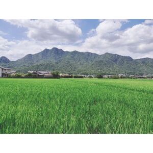 栽培期間中農薬・肥料不使用で作った朝日米 玄米5kg【1669225】