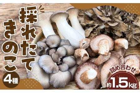 採れたてきのこ4種詰め合わせセット　約1.5kg ／ キノコ 茸 新鮮 もぎたて 産地直送 農薬不使用 中華料理 天ぷら 鍋物 BBQ 菌床しいたけ エリンギ まいたけ ひらたけ 山口県 特産品 No.208