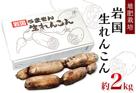 堆肥栽培岩国生れんこん 2kg【うまもん株式会社】