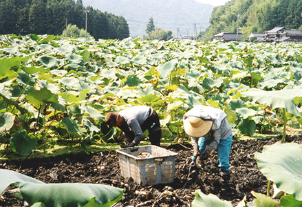 堆肥栽培岩国生れんこん 2kg【うまもん株式会社】
