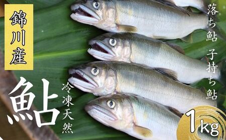錦川産 天然鮎 冷凍 1kg 10匹程度 落ち鮎 子持ち アユ【錦川漁業協同組合】