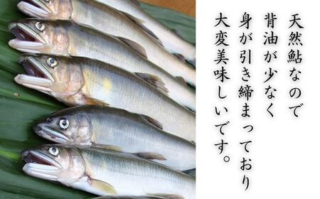 錦川産 天然鮎 冷凍 1kg 10匹程度 落ち鮎 子持ち アユ【錦川漁業協同組合】