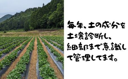 山口県岩国市産 さつまいも シルクスイート 金時 4.8kg 国産
