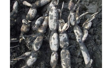 岩国 れんこん 泥付き 3kg【山口県農業協同組合】