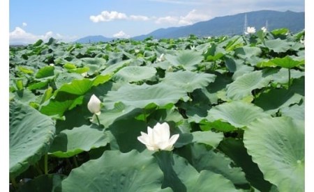 岩国 れんこん 泥付き 3kg【山口県農業協同組合】