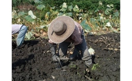 岩国 れんこん 泥付き 3kg【山口県農業協同組合】