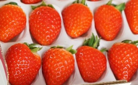 山口県岩国市産「いちご」1パック 380g（8粒～18粒）化粧箱入り