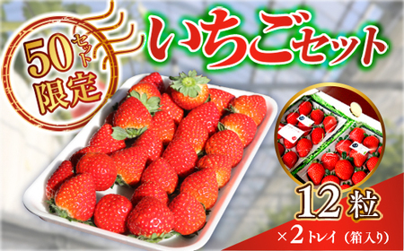 E007 光市産いちご 「ひかりのルビー」いちご （12粒×2パック）約600g 50セット限定 