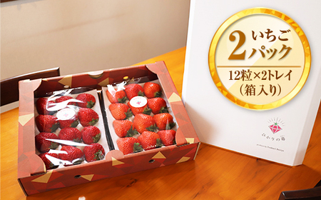 E007 光市産いちご 「ひかりのルビー」いちご （12粒×2パック）約600g 50セット限定 
