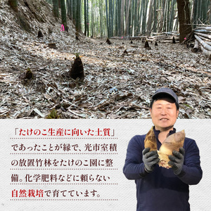 YA01 光市産朝掘りたけのこ 2kg  [2026年4月上旬から4月中旬にかけて順次発送予定]  山口県光市産 たけのこ 筍 タケノコ 国産 野菜 旬 新鮮 採りたて 煮物 味噌汁 炊き込みご飯