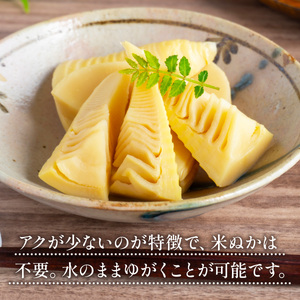 YA01 光市産朝掘りたけのこ 2kg  [2026年4月上旬から4月中旬にかけて順次発送予定]  山口県光市産 たけのこ 筍 タケノコ 国産 野菜 旬 新鮮 採りたて 煮物 味噌汁 炊き込みご飯