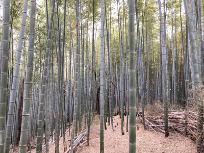 YA01 光市産朝掘りたけのこ 2kg  [2026年4月上旬から4月中旬にかけて順次発送予定]  山口県光市産 たけのこ 筍 タケノコ 国産 野菜 旬 新鮮 採りたて 煮物 味噌汁 炊き込みご飯