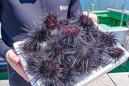 (12026)瓶詰めウニ 天然 ムラサキウニ 最高級 2本セット 60g×2本 合計120g 長門市