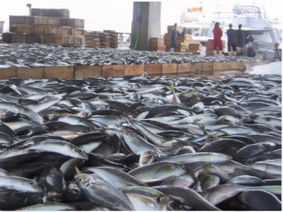 魚急便 K-5 干物 アジ 蓮子鯛 カレイ 剣先イカ 釜揚げ 山口県 長門市 国産 海匠國近 干物 一夜干し 手作り 5種類  お中元 お歳暮 ギフト 贈り物  (10144)