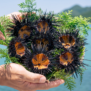 紫うに 瓶詰め 50g 1本 山口県 長門市産 地物 国産 冷凍 (10171)