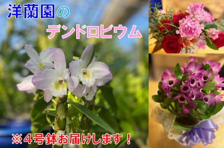 (1020)長門産　高見洋蘭園のデンドロビウムお届け便（4号鉢）