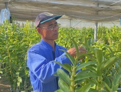 (1261)長門産 高見洋蘭園のデンドロビウムお届け便(6号鉢) 贈り物 ギフト