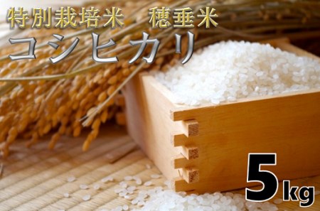 売上倍増迦桜羅様専用コシヒカリ白米24㎏ 米/穀物